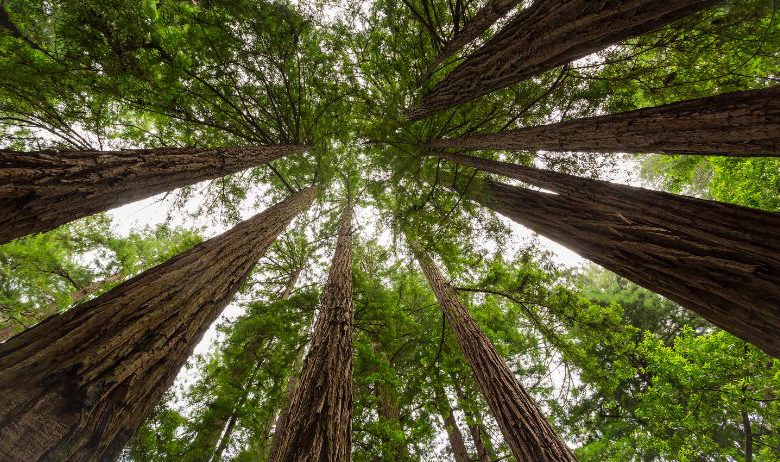 sequoie giganti