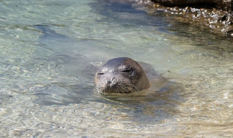 foca monaca