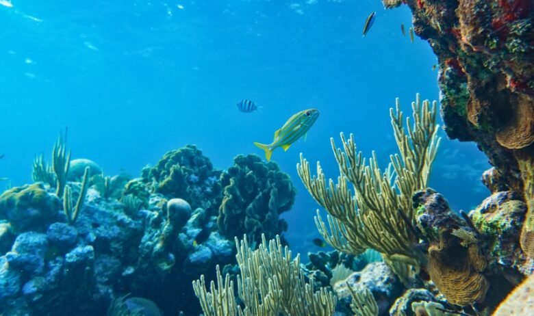 giornata mondiale degli oceani 2025