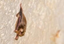 pipistrelli africani a lampedusa