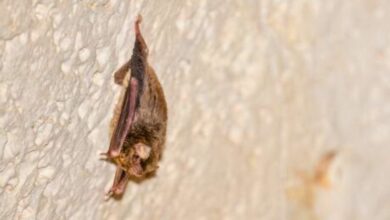 pipistrelli africani a lampedusa