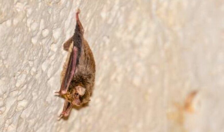 pipistrelli africani a lampedusa