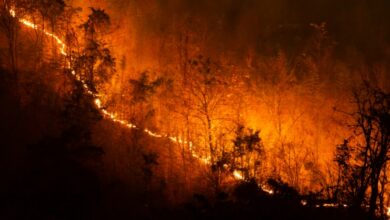incendi italia report legambiente 2025