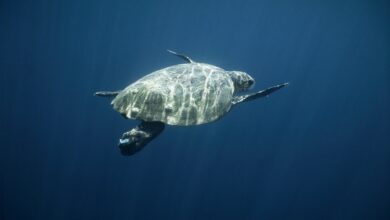 mediterraneo