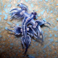 Drago-Blu-Glaucus-Atlanticus_Credits-Sylke-Rohrlach-from-Sydney_Wikipedia-Creative-Commons