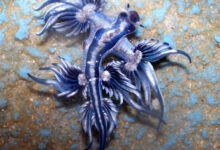 Drago-Blu-Glaucus-Atlanticus_Credits-Sylke-Rohrlach-from-Sydney_Wikipedia-Creative-Commons
