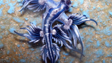 Drago-Blu-Glaucus-Atlanticus_Credits-Sylke-Rohrlach-from-Sydney_Wikipedia-Creative-Commons
