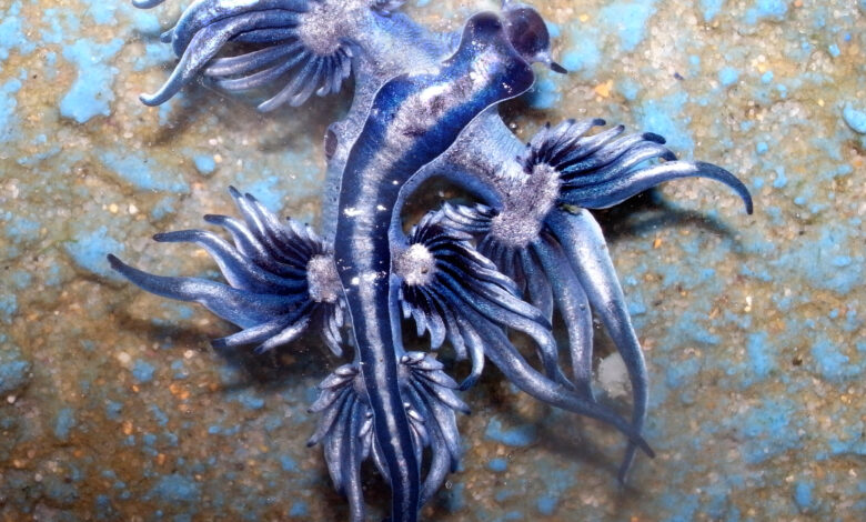 Drago-Blu-Glaucus-Atlanticus_Credits-Sylke-Rohrlach-from-Sydney_Wikipedia-Creative-Commons