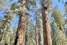 Sequoia_Credits-Marty-Aligata_Wikipedia-Creative-Commons