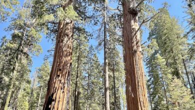 Sequoia_Credits-Marty-Aligata_Wikipedia-Creative-Commons