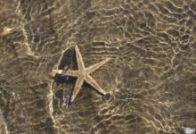 Stella-marina_Crediti-Federico-Candoni_Wikipedia-Creative-Commons