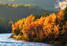 foreste deforestazione