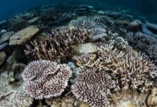 punti di non ritorno clima sbiancamento coralli
