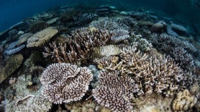punti di non ritorno clima sbiancamento coralli