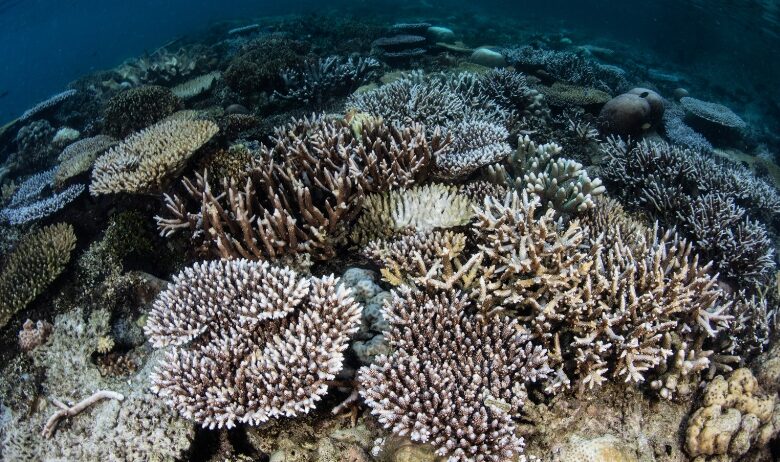 punti di non ritorno clima sbiancamento coralli