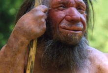 Homo_sapiens_Credits-Pressebilder-Neanderthal-Museum-Mettmann_Wikipedia-Creative-Commons
