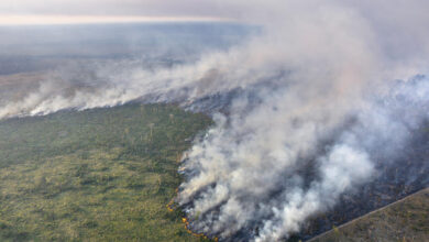 amazzonia incendi