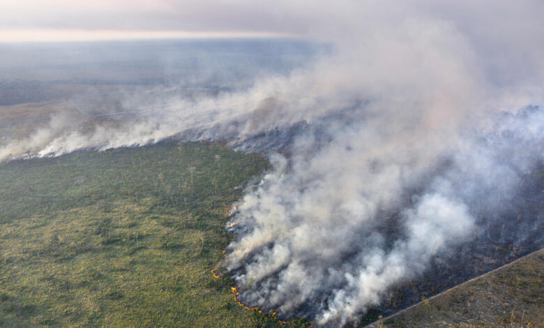 amazzonia incendi