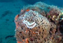 coralli mediterraneo