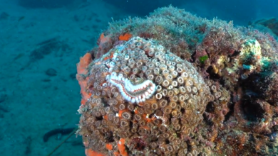 coralli mediterraneo