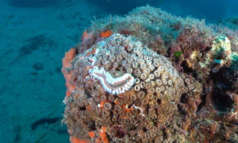 coralli mediterraneo