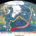 AMOC-Credits-R.-Curry-Woods-Hole-Oceanographic-Institution_Science_USGCRP-Wikipedia-Creative-Commons.